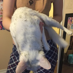 pangur-and-grim: Guess who rolled in hay