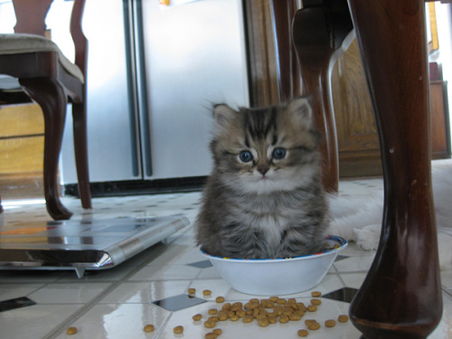 mangocianamarch: creepyold-kit-hands: #no kitten food goes in the bowl #then food goes in you #you s