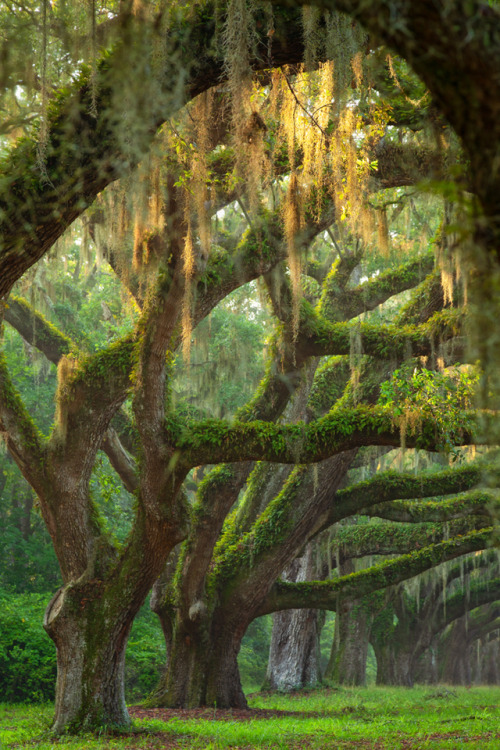 hueandeyephotography:Avenue of Live Oaks, near Charleston, SC© Doug Hickok   More here…. hue and eye