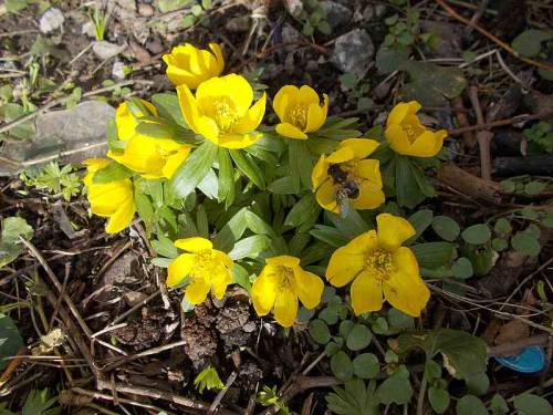 Spring flowers &amp; a bee - mid-February 2022 - Wroclaw, Poland.