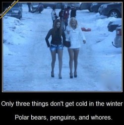giantgag:  Only Three Thing Don’t Get Cold In Winter, Polar Bears, Penguins And …Click the pic to see full content!Follow : @GiantGag