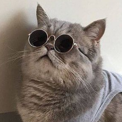 icons, headers, etc. — cats in glasses like/reblog if you use/save