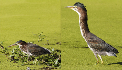 remus-christmasjumpers-lupin: answrs:  iheartvmt:  erraticartist:  cupsnake:  You know what the Green Heron is basically the best heron because it is like 90% neck so when it is all folded down it looks like a giant head with wings and legs  but then