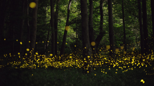 hellanne: “This enchanting forest in the Chūgoku region of Japan is the home to gold fireflies