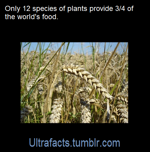 ultrafacts: The world’s food supply depends on about 150 plant species. Of those 150, just 12 provide three-quarters of the world’s food. More than half of the world’s food energy comes from a limited number of varieties of three “mega-crops”: