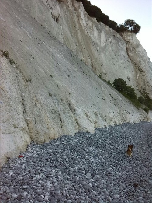 biodiverseed:Looking for fossils by the white chalk cliffs of Møn.