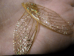 nekoes:  found/made fairy wings 