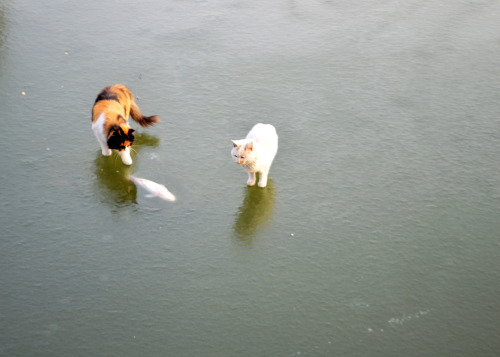 thatsreallyproblematic:  yungricegod:  the-masters-fallen-angel:  cornflakepizza:  19990620: Hope, Fish, Despair Two hungry cats saw a big fish on the frozen lake park. They excitedly jump straight to the frozen lake where the fish away, to the front
