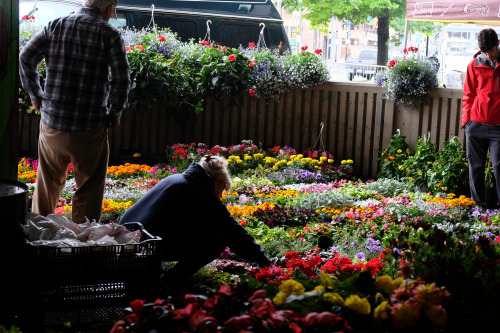 Flower Scene at Baltimore’s Farmers Market