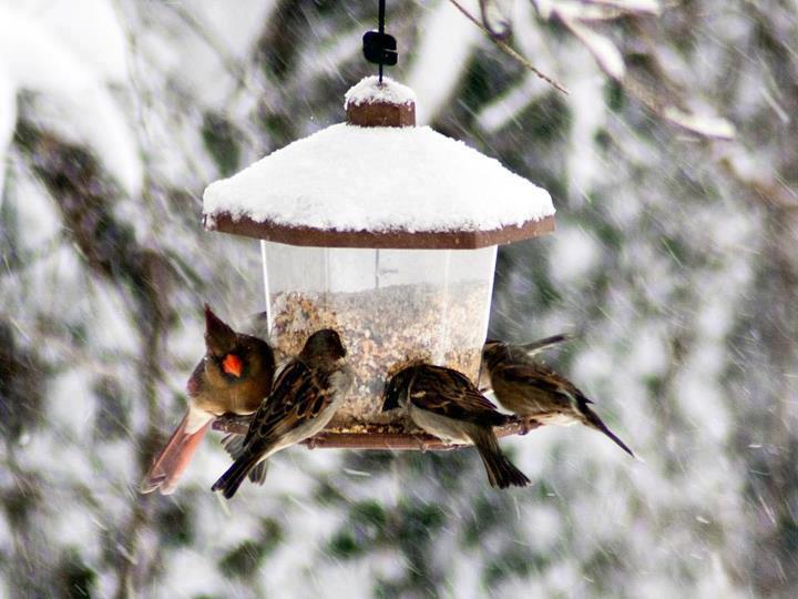 Bird feeder with roof