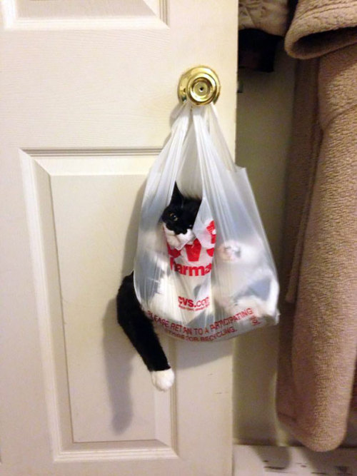 awesome-picz:Cats Who Immediately Regretted Their Poor Life Choices.