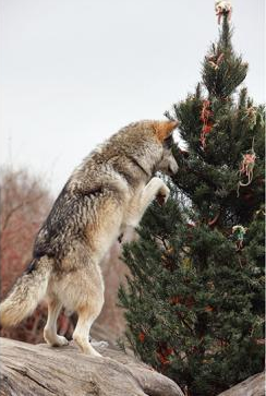 wolveswolves:  Wolves enjoy a treat-covered Christmas tree at Wolf Park in Battle