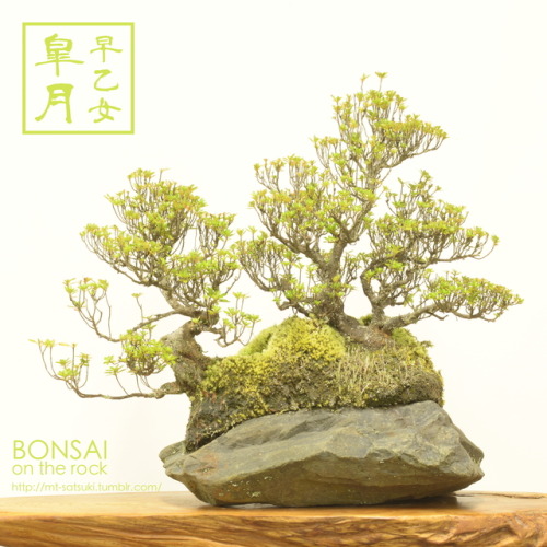 「早乙女」皐月の石付盆栽“SAOTOME” SATSUKI azalea bonsai on a rock2017.8.20 撮影bonsai on the rock| Creema | BASE |