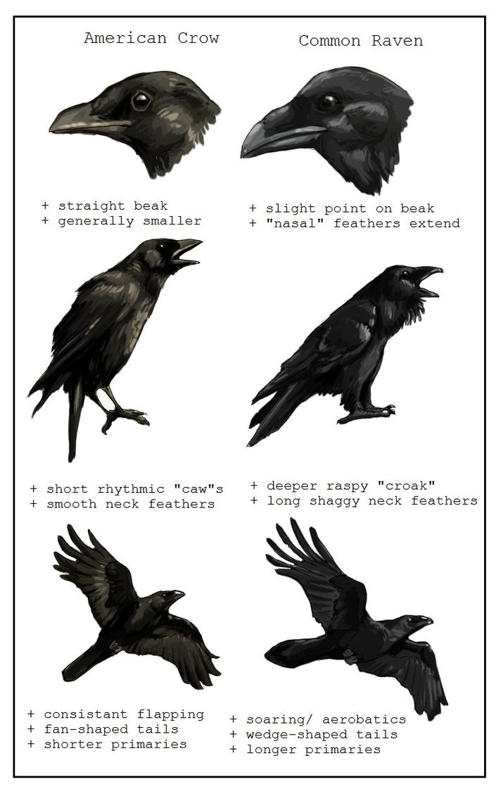 gothiccharmschool:  Know your corvids. elfentau:  ~* Ravens * Crows * Blackbirds