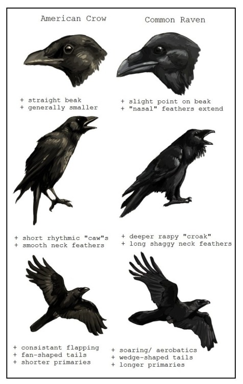 gothiccharmschool:  Know your corvids. elfentau:  ~* Ravens * Crows * Blackbirds *~ 