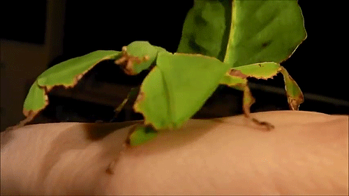 go-squirtle:  palkianightfire:  the-angel-castiel-novak:  bogleech:  florafaunagifs:  Leaf bug (Phyllium giganteum)  The constant wobbling as they move is a part of their disguise, making it seem as though the “leaf” is only moving because of a light