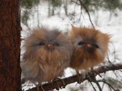 fuwapup:  anditslove:  scotiacorinne:  awwww-cute:  Cute baby owls  Oh my god  #THESE ARE NOT OWLS #THEY ARE POM POMS WITH BEAKS (via)  is that a furby 