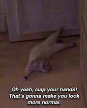 sparksflys:Happy International Cat Day from me and the ladies (instagram story 08.08.18)