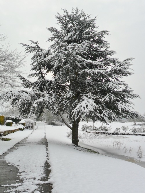 vwcampervan-aldridge:  Snow covered Fir Tree near Brewood, Staffordshire, England 