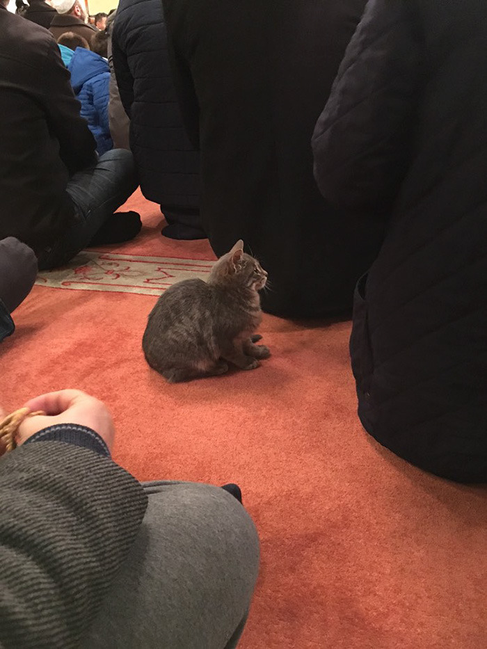 hokeydokeyspokey:  boredpanda:    Imam Opens Mosque’s Doors To Stray Cats To Keep