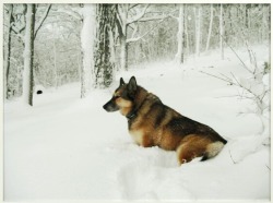 handsomedogs:  Tailor, the Alaskan Malamute/German
