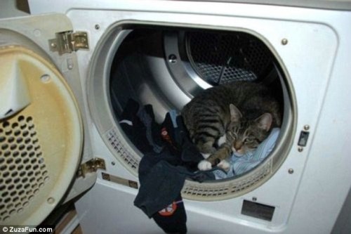 Cat Nap — 50 most comfortable places for sleeping! Cats always know where the best places for sleepi