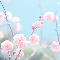 Sex cinnahearts:  sakura trees | 1 2 3 4 5 6 pictures