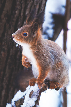 visualechoess:  Blue eyed Squirrel  by: Kam