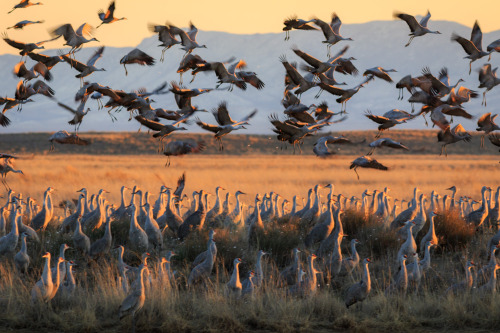 Sandhill Cranes at Whitewater Draw, Arizona. I used a fairly slow shutter speed (for wildlife) of 1/