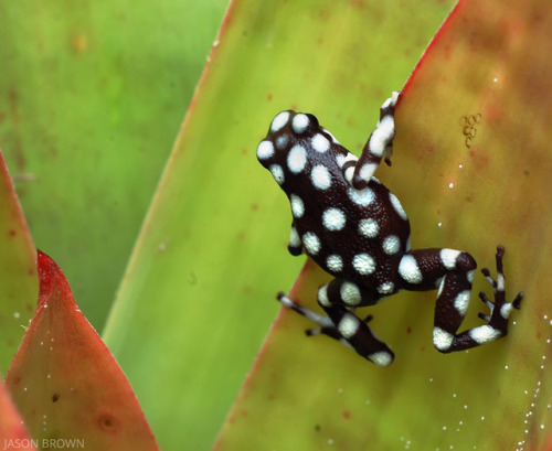 Marañón poison dart frog by Jason Brown