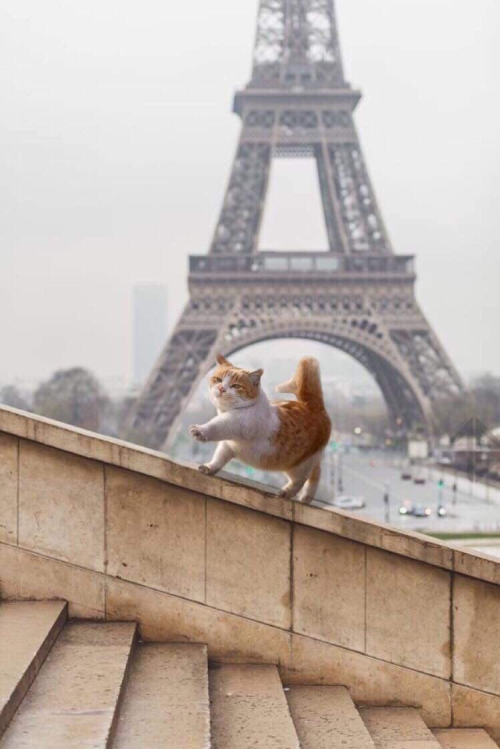 This cat in Paris