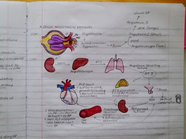 telencefalon:  Anatomy &amp; Physiology Notebook. A few pages from my anatomy