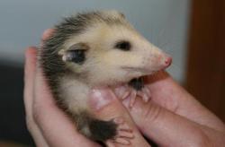 possumoftheday:Today’s Possum of the Day