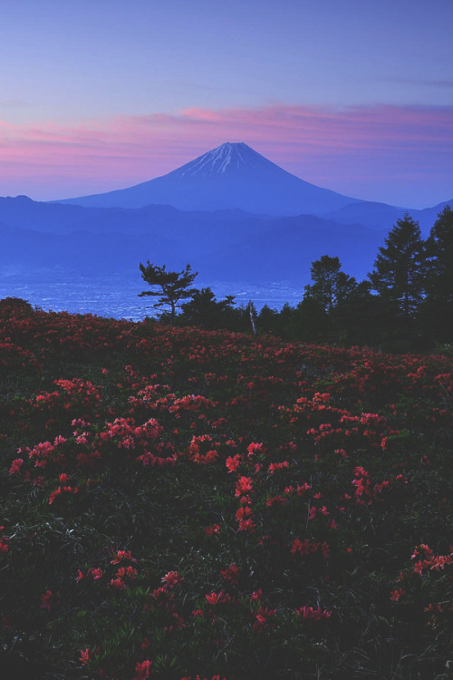 Porn visualechoess:Azalea and Pink Sunrise by photos