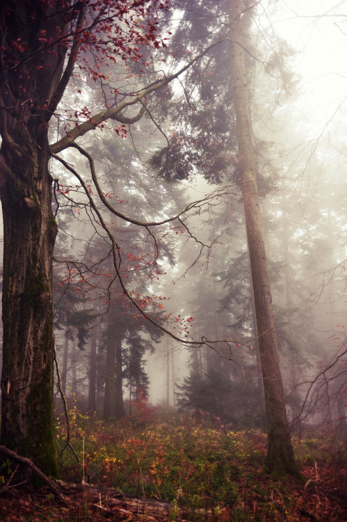 wolftramp:  Vintage Blog ☼ 