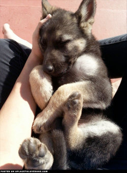 aplacetolovedogs:  German Shepherd Puppy TuckeredSleepy German