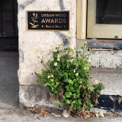 escapekit: Urban Weed AwardsSydney-based artist Michael Pederson known for his outdoo