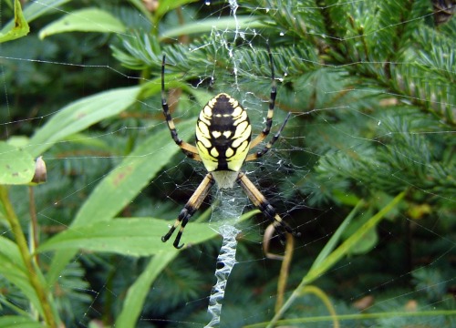 just-breezy:  Female black and yellow garden spider (Agriope aurantia) - I have been watching her and feeding her the occasional cricket. Every night she consumes the circular interior portion of her web and re-builds it.  It’s thought that by consuming