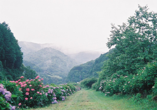 aphelia:  (by miyuklm) 