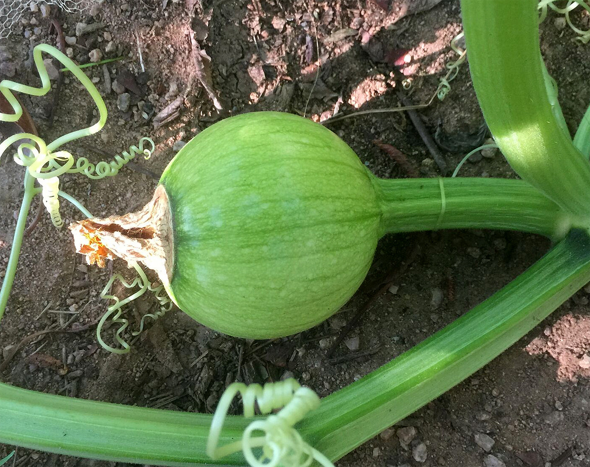 pumpkin-patch:breaking news: the pumpkin you’re gonna carve for halloween has been