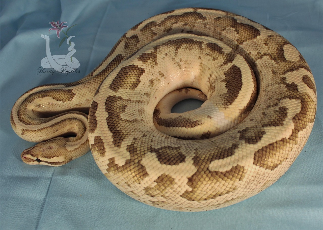 i-m-snek:Rhea is a pain in the butt during photoshoots. But at least he’s cute