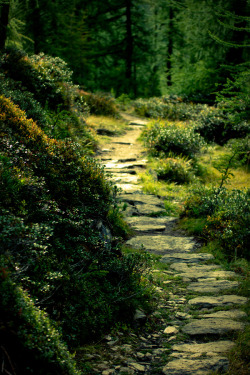 caitlingillam:  Path through the forest….