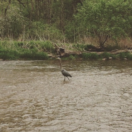 Blue heron! #wildlife #adventures #trail #oakville #blueheron