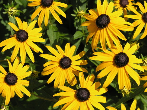 sunnytravler: “A flower blossoms for it’s own joy.” -Oscar Wilde