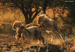 magicalnaturetour:  Cheetah cubs, by guide James Souchon