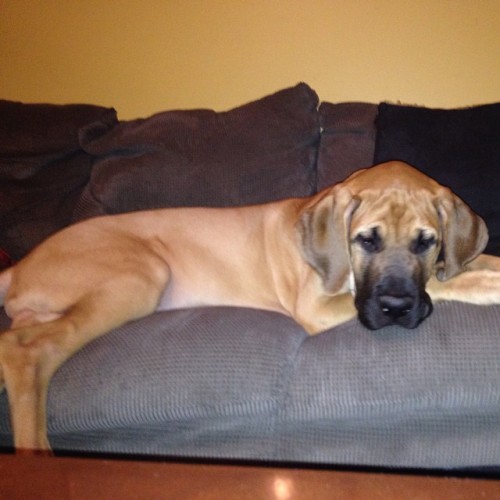 Couch Hog! Mack is 5 months &amp; 70lbs! #mackthedaniff #gigantor #knucklehead #daniffsofinstagram #