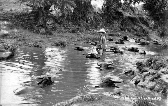 Baignade de buffles, San Juan River, Rizal, Philippines.