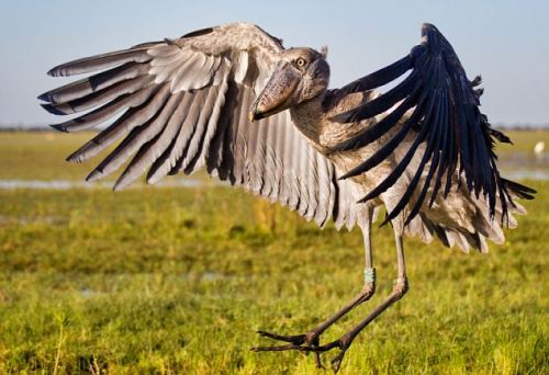  The shoebill, also known as the whalehead, is a large, stork-like bird distinguished by its huge, s