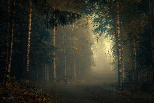 radivs:  'Myllyjarvi' 'Spider Forest' 'Forsaken' 'Fog in Forest' by Mehmet Eralp