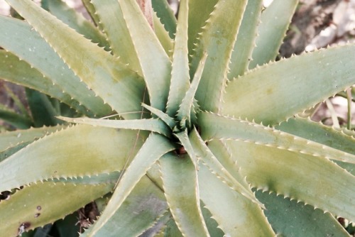 Secretly took this pic of my neighbor’s aloe